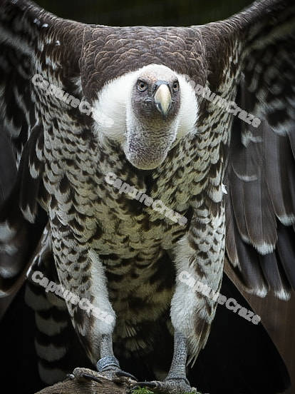 Close up view of a Vulture